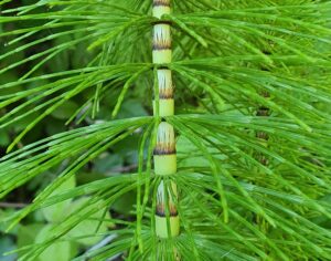 Phytotherapie Naturheilpraxis Baar Zug)